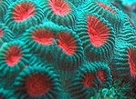 Photo: E. Gavish; click for a larger picture
